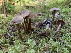 Cortinarius lindstroemii