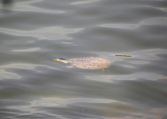 Apalone spinifera spinifera