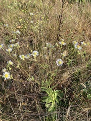 Erigeron philadelphicus