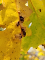 Aceria querci