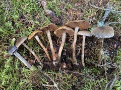 Cortinarius lindstroemii