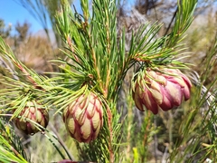 Protea nana