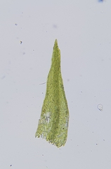 Dicranella varia