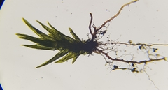 Dicranella varia