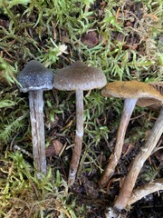Cortinarius lindstroemii