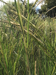 Sporobolus alterniflorus