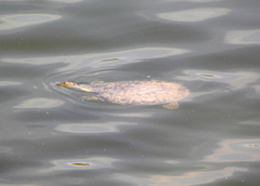 Apalone spinifera spinifera