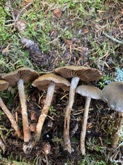 Cortinarius lindstroemii