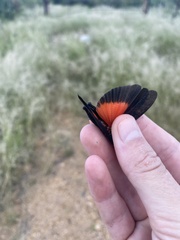 Arphia pseudonietana