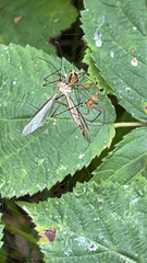 Tipula