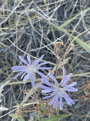 Lactuca pulchella
