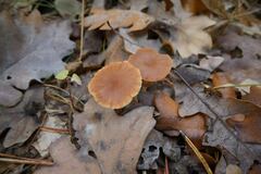 Collybia