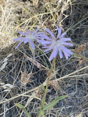 Lactuca pulchella