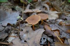 Collybia