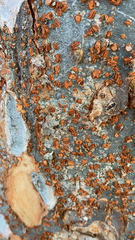 Amphilogia gyrosa