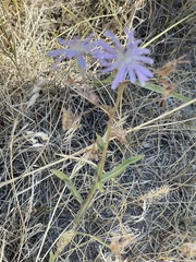 Lactuca pulchella