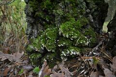 Rigidoporus populinus