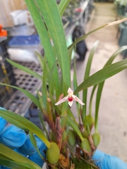 Maxillaria oreocharis