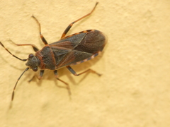 Arocatus melanocephalus
