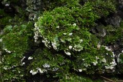 Rigidoporus populinus