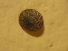 Xerotricha conspurcata