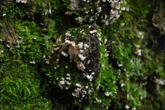 Rigidoporus populinus