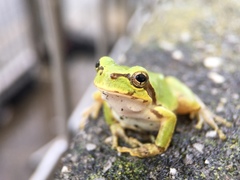 Hyla japonica