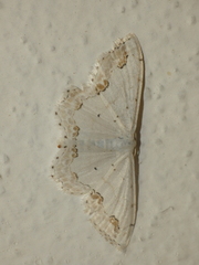 Scopula ornata