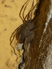 Odiellus spinosus