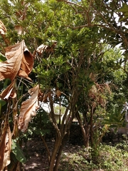 Forchhammeria trifoliata