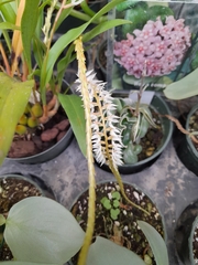 Dendrochilum glumaceum