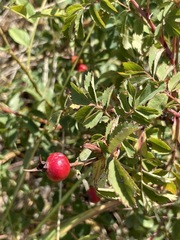 Rosa arkansana