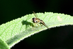 Toxomerus occidentalis