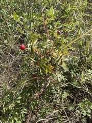 Rosa arkansana