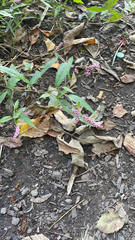 Persicaria longiseta
