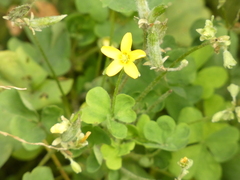 Oxalis stricta