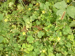 Oxalis stricta
