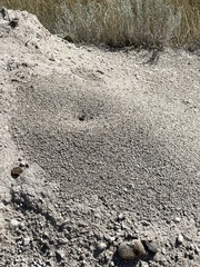 Pogonomyrmex occidentalis