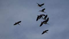 Threskiornis spinicollis