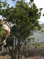 Forchhammeria trifoliata