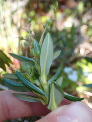 Kalmia microphylla