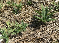 Heliotropium amplexicaule