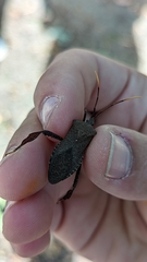 Acanthocephala terminalis