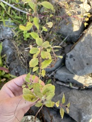 Menthinae