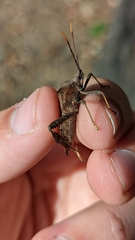 Acanthocephala terminalis