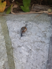 Oxychilus draparnaudi