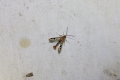 Synanthedon acerni