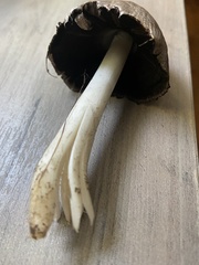Coprinopsis atramentaria