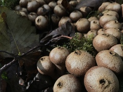 Lycoperdaceae