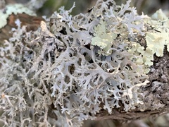 Pseudevernia consocians